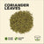 Pile of coriander leaves